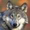 The_Wolf_Gamer