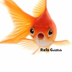 Rafa Goldfish
