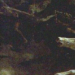 Ocyris