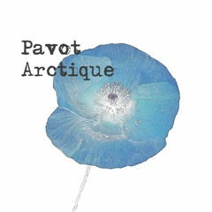 Pavot Arctique
