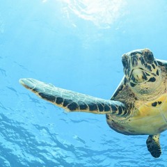 SwimsWithLionFish