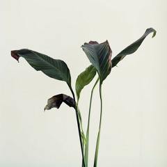 darrendennisthornburgh