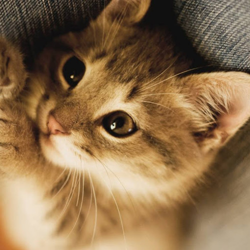 ROCKET - TRAP NO HOOK