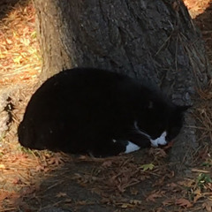 パイナップル2世