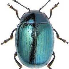 DeltaBeetle