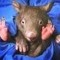 wombat