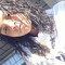 Adrielly Rodrigues Paula