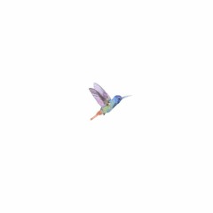 Kolibri
