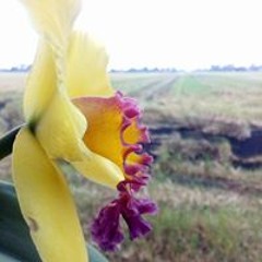 Muhammad Hazim Nazir