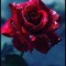 Farzana Momand