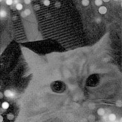 Дробовик   VELIAL SQUAD