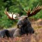 LordMoose