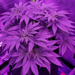 The Guy's Grow