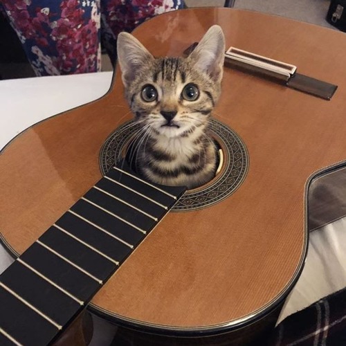 Chat Guitare S Stream Chat Guitare S Stream
