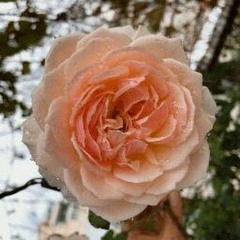 em_oi_tinh_non_sap_gia_roi