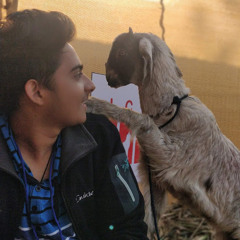 dipAm