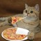 THE PIZZA CAT