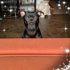 Dominique Cartwright