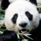 Infpanda -