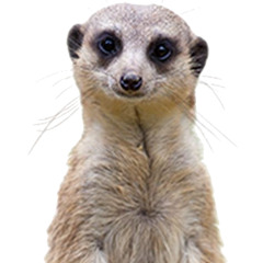 Suricate