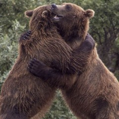 Bear Hugs