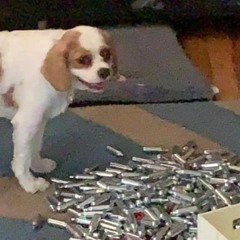 NangDog