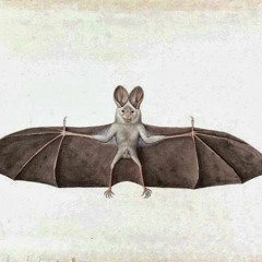 Bat Mammal