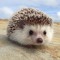 hedgehog girl