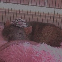 Pink Rat