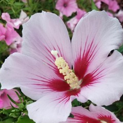 roseofsharon