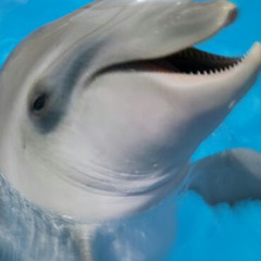 Dolphin