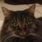 Eine Katze