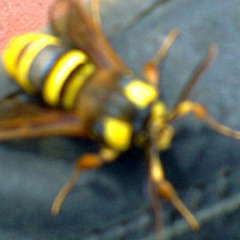 milintica de aztek