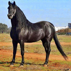 abd elrahman