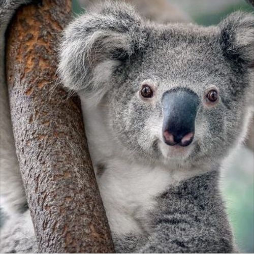 Stream 8Koalawesley music | Listen to songs, albums, playlists for free ...