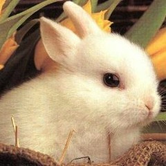 다내꺼야솜사탕