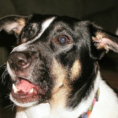 LCW (leschienswouaff)