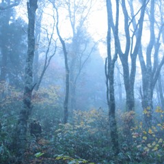 idioms 22 tiger / inst