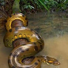 Nicanor