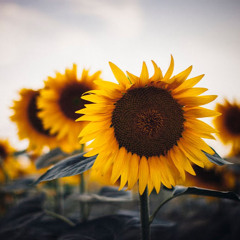 Bailey Whalen Snyder