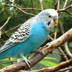 محمد الديب