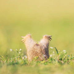 almost everything Aries