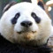 Panda Quest