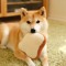 Sr.doggo