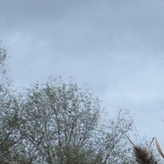 I Sébastien Romero I