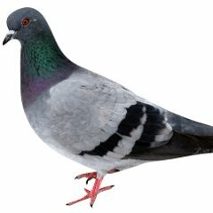 LuigiFan261