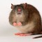rat dl