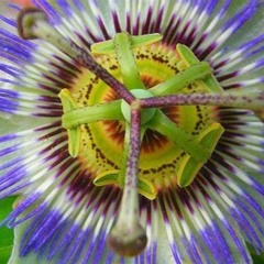 Passiflore