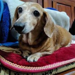 siaochen