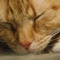 Link B
